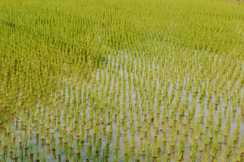 Урожай риса в России в 2023 году превысит миллион тонн - МСХ